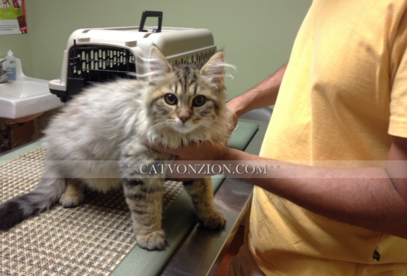 Another Visit to the Veterinary (3)